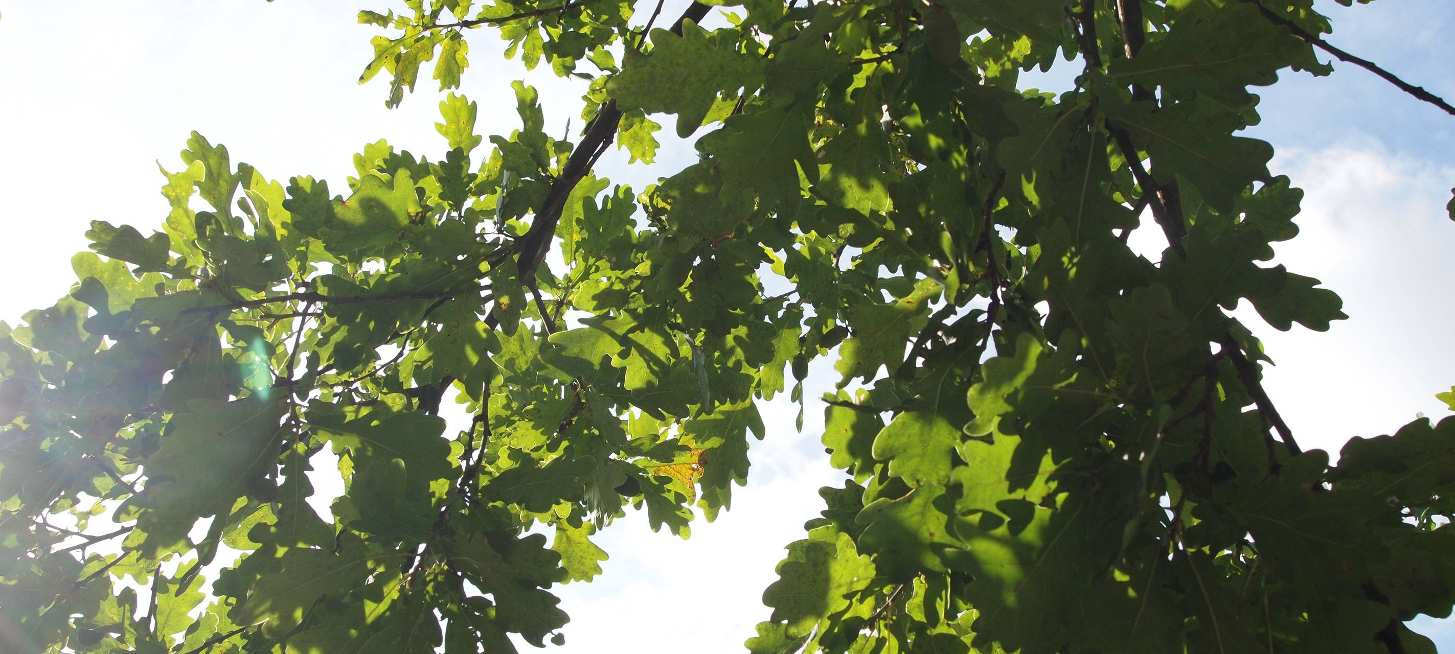 Leverkusen: Hindenburgpark wird nicht umbenannt