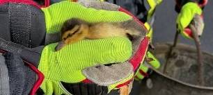 Feuerwehr Leverkusen rettet Entenküken