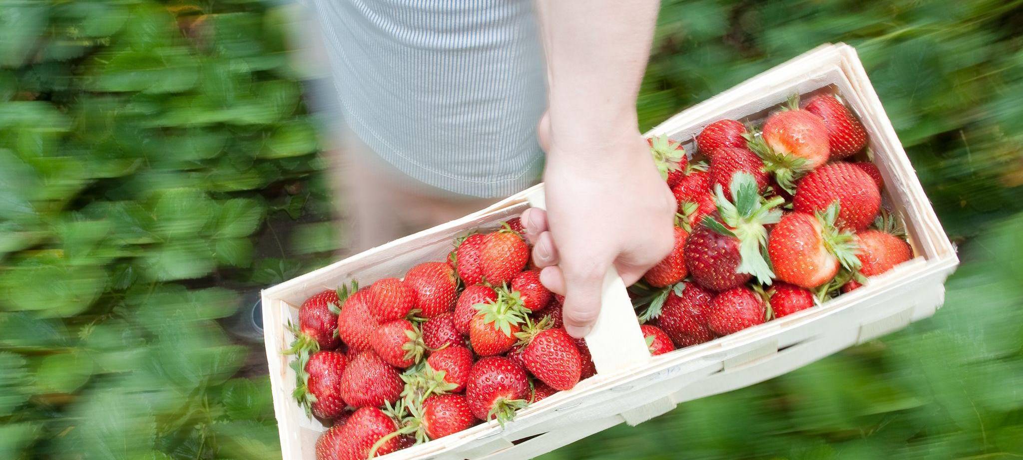 Frau mit Erdbeeren auf einem Selbstpflückerfeld