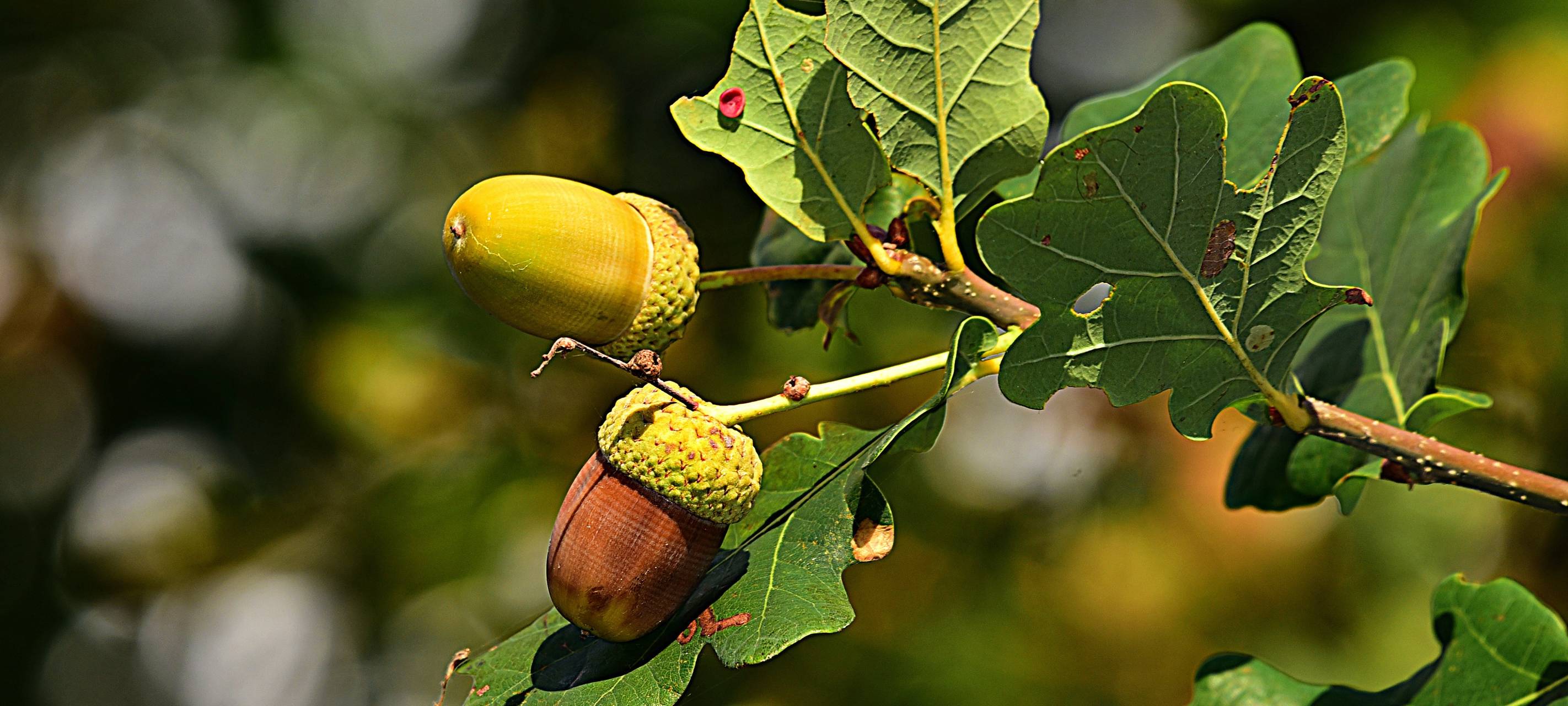 Stadt Leverkusen auf Baum-Spenden angewiesen