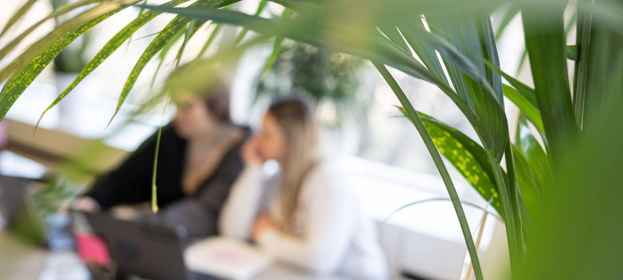 Zwei Frauen im Büro hinter einer Pflanze