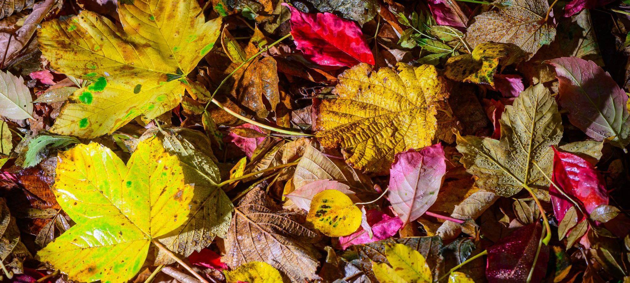 Vom Regen nasses und herbstlich buntes Laub